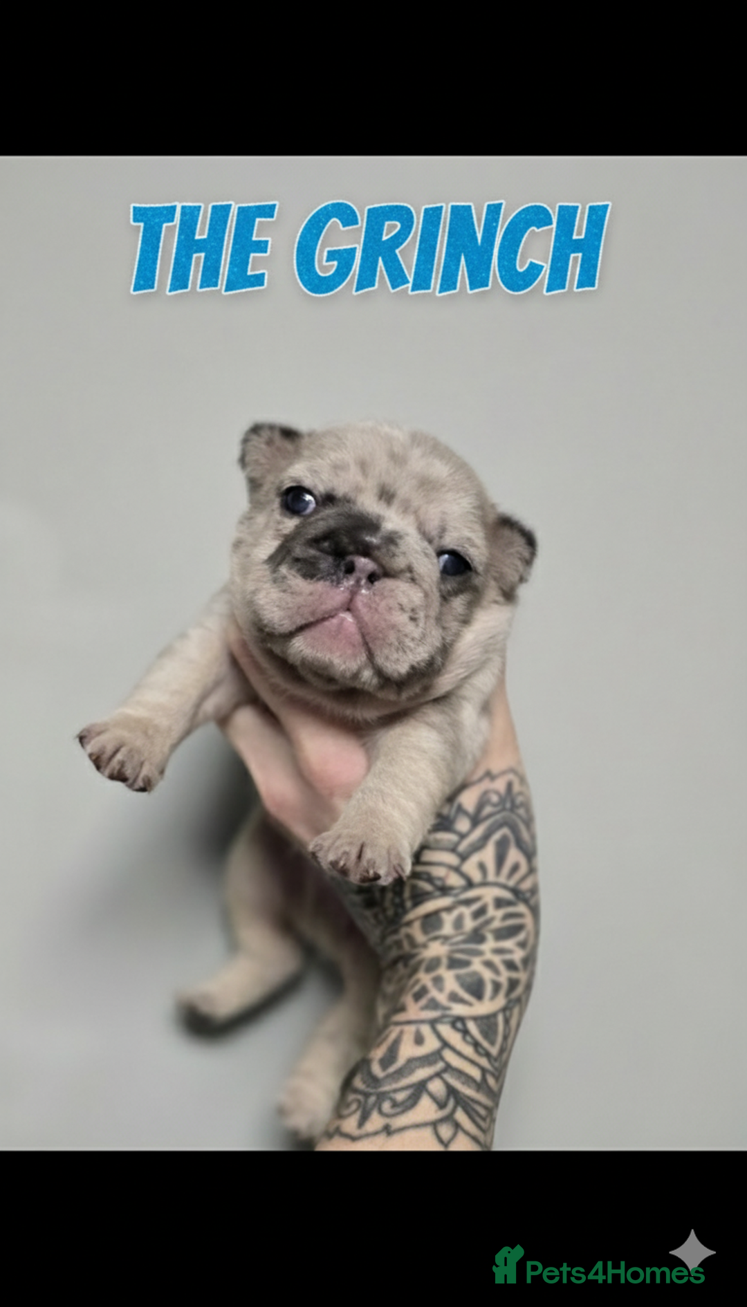 French Bulldog dogs for sale: French Bulldog Puppies Available - Advert 4