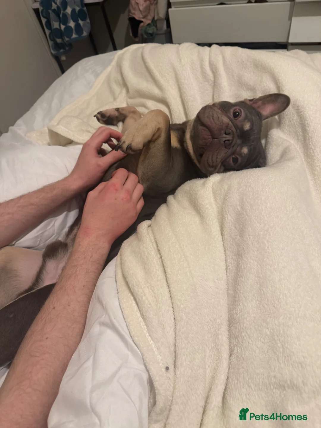 French Bulldog dogs for sale: French bulldog Diego - Advert 2