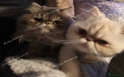 Persian cats for sale: Pure Persian pair  - Image 2
