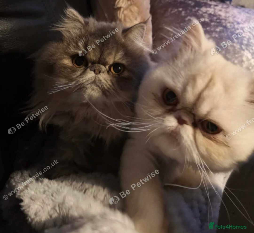 Persian cats for sale: Pure Persian pair  - Image 2