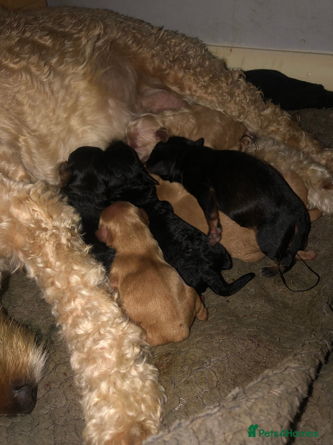 Cockapoo dogs for sale: Cockapoo puppies  - Advert 2