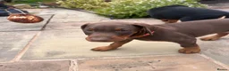 Dobermann dogs for sale: health tested Kc Reg dobermann puppies - Advert 9