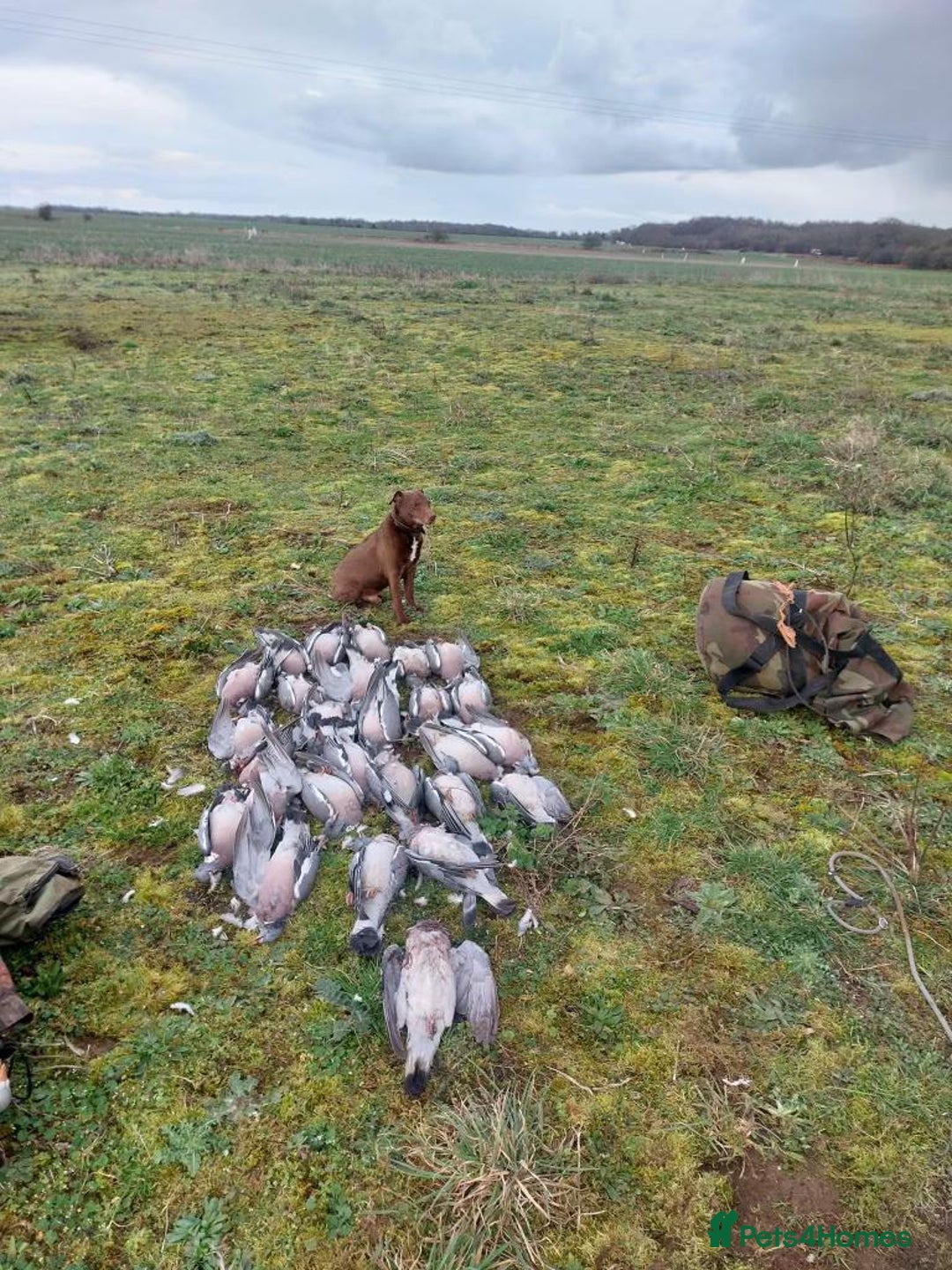 Patterdale Terrier dogs for sale: PATTERDALE TERRIER PUPS. (DOCKED) - Advert 4