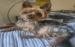 Yorkshire Terrier dogs for stud: Bentley  - Image 4