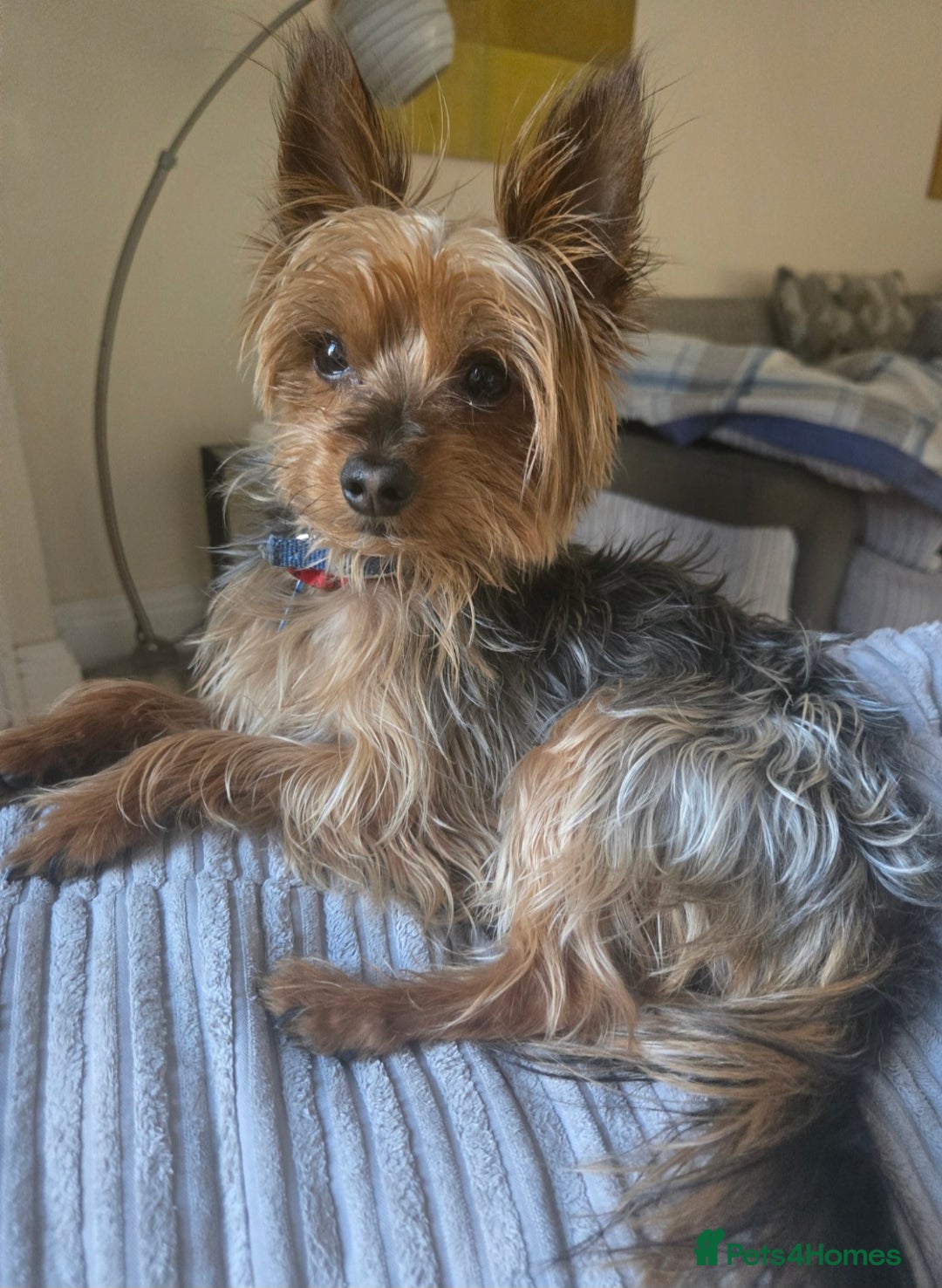 Yorkshire Terrier dogs for stud: Bentley  - Image 4