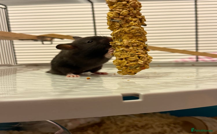 Hamster rodents - Advert 1