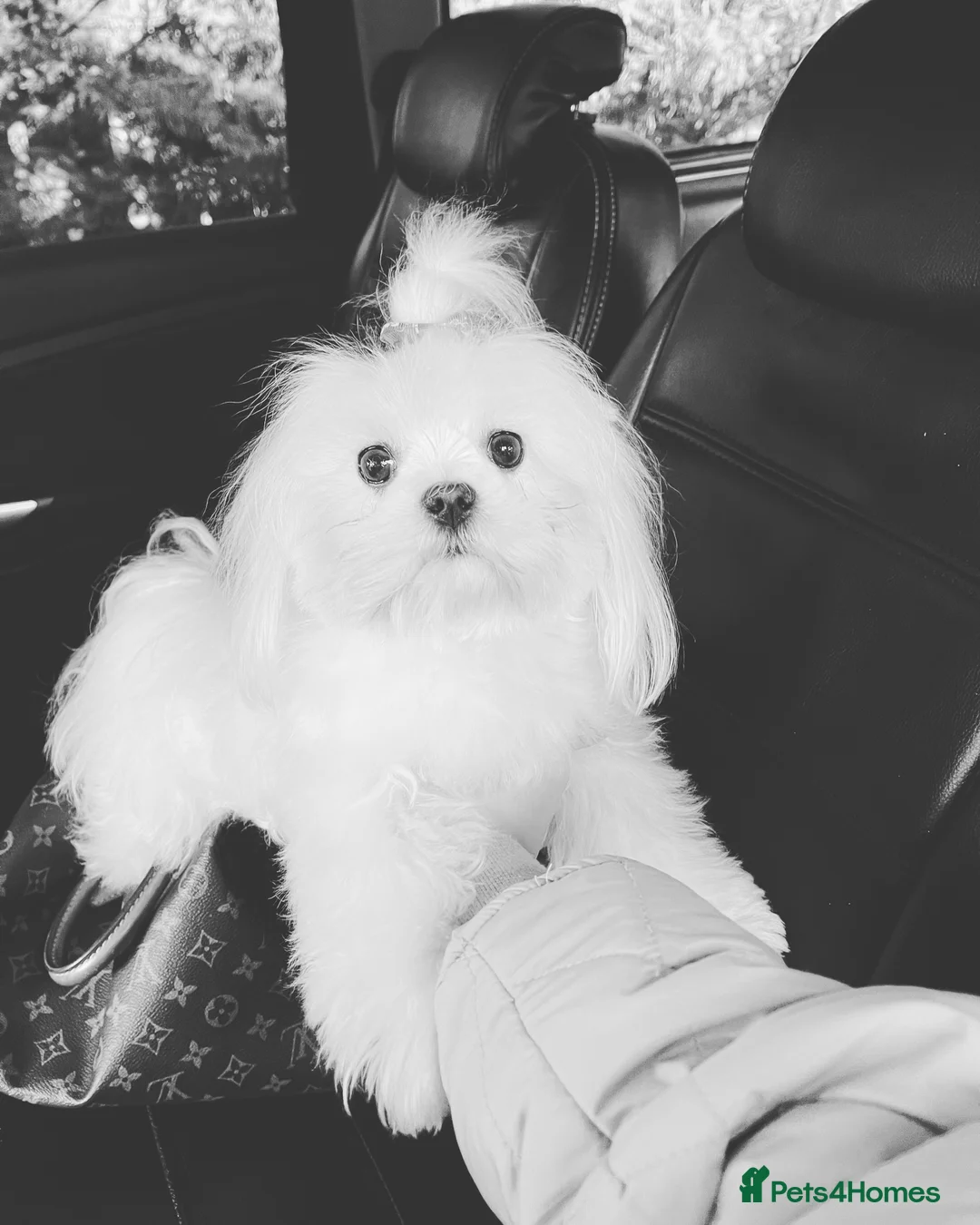 Maltese dogs for stud: STUNNING 💎DIAMOND💎 OPEN AT STUD HEALTH TESTED in Grays - Advert 32