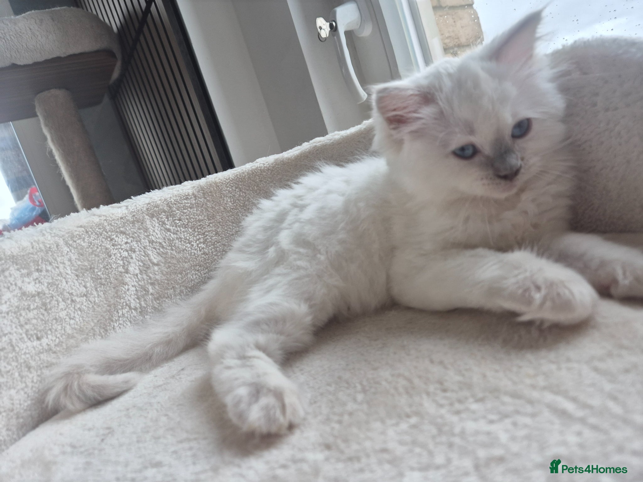 Ragdoll cats Beautiful ragdolls gccf and tica registered - Advert 1