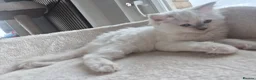 Ragdoll cats for sale: Beautiful ragdolls gccf and tica registered - Advert 18