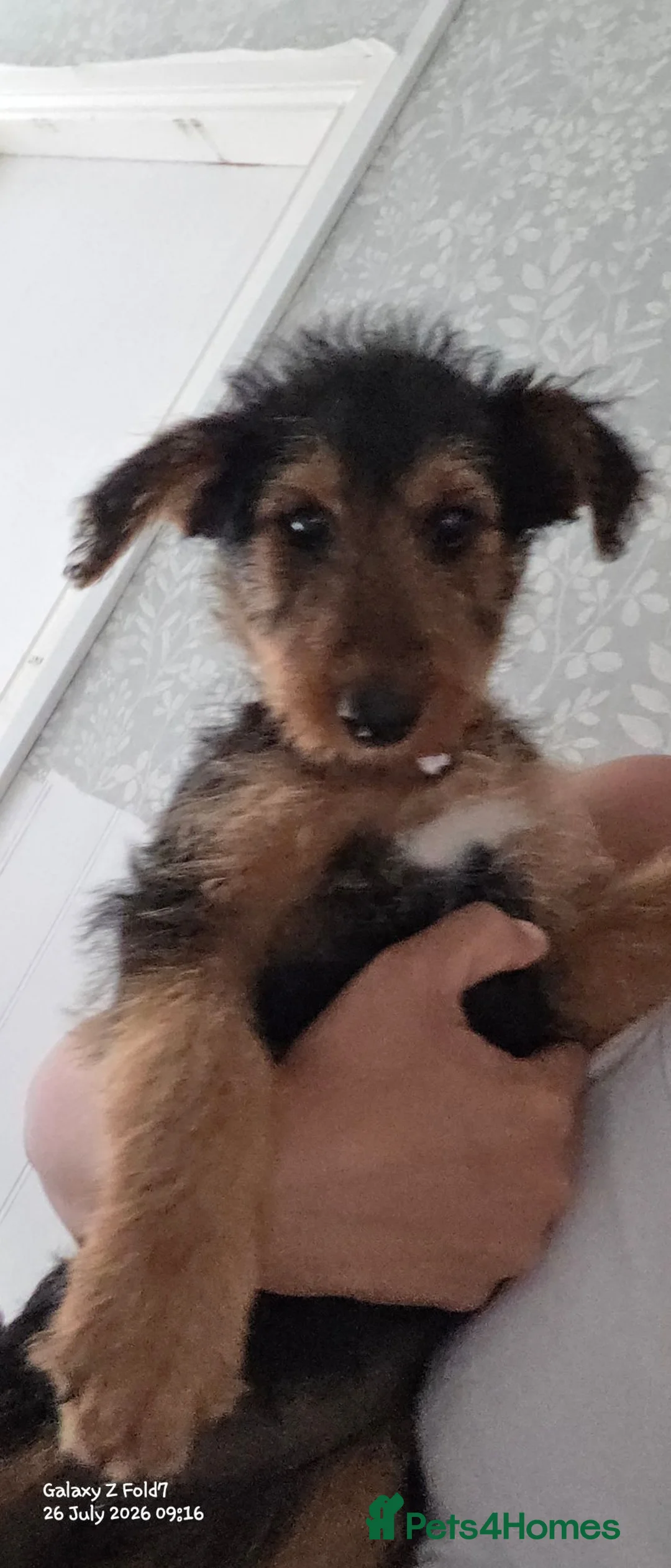 Airedale Terrier dogs for sale: Last 2 female airdale terriers  - Advert 2