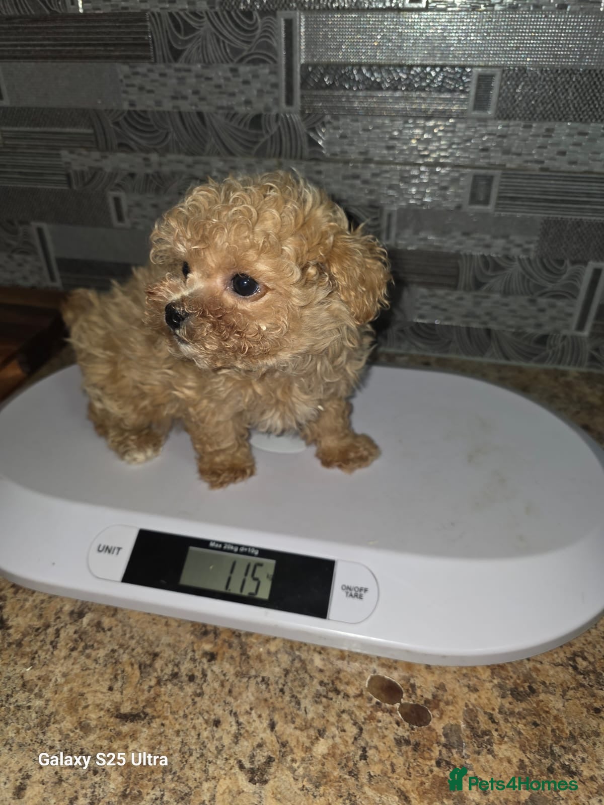 Maltipoo dogs Maltipoo Puppies – Two Beautiful Boys Available - Advert 13