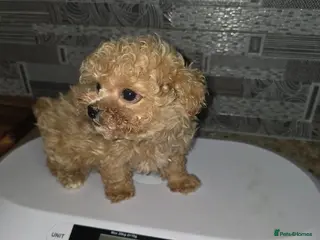 Maltipoo dogs Maltipoo Puppies – Two Beautiful Boys Available - Advert 13