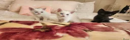 Mixed Breed cats for sale: Kittens Soon Ready for Loving Forever Homes - Advert 3