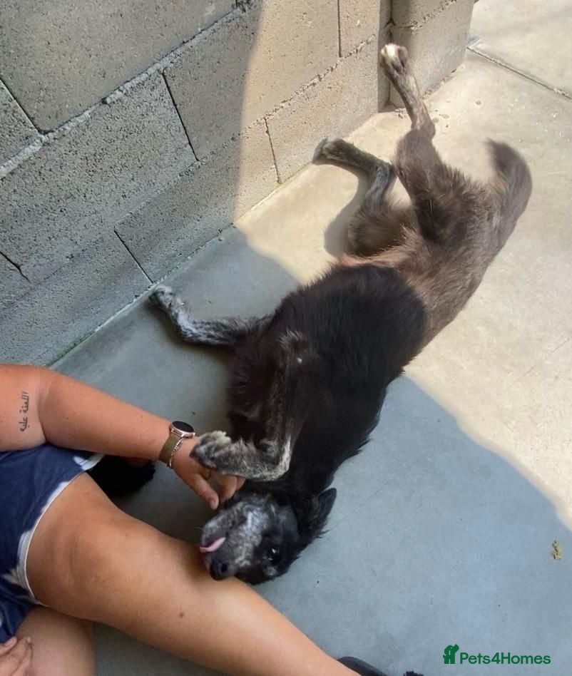 Mixed Breed dogs Kaiti, 1-2 yrs old. Available for adoption. - Advert 1