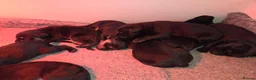 Mixed Breed dogs for sale: Vizslador puppies  - Advert 3