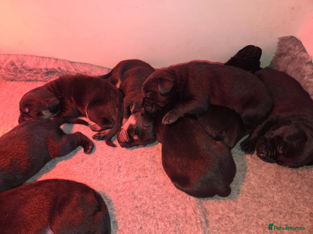 Mixed Breed dogs for sale: Vizslador puppies  - Advert 3