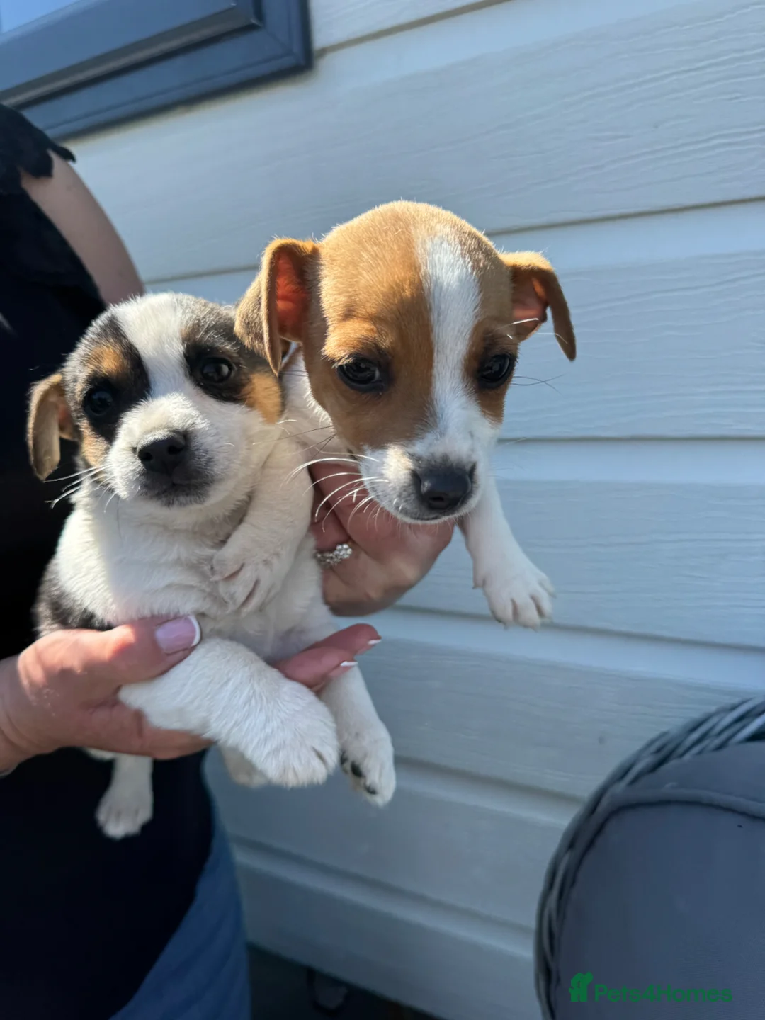 Jack Russell dogs for sale: Jack Russell puppies traditional type in Halstead - Advert 2
