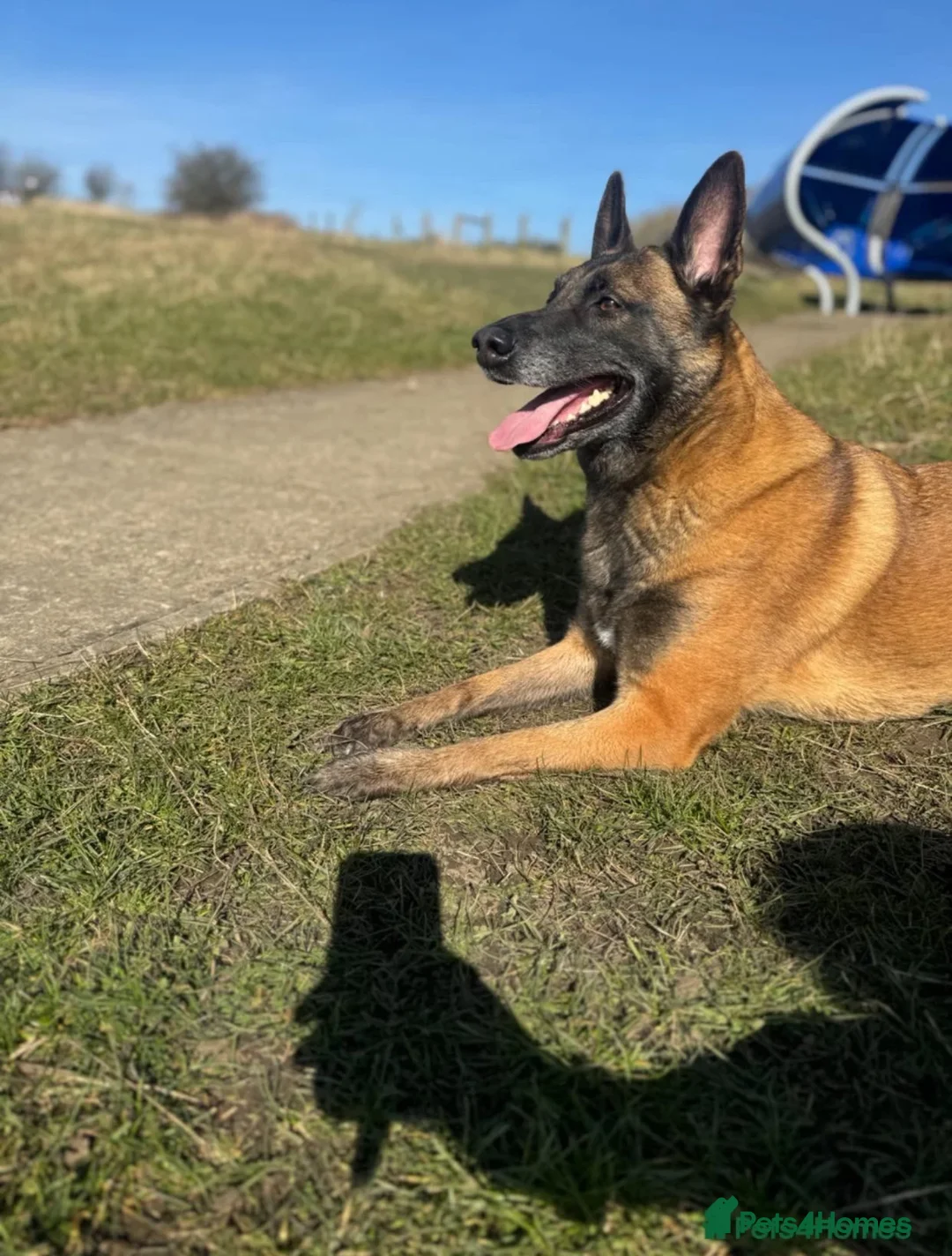 Belgian Shepherd Dog dogs for sale: Belgian malinois - Advert 2
