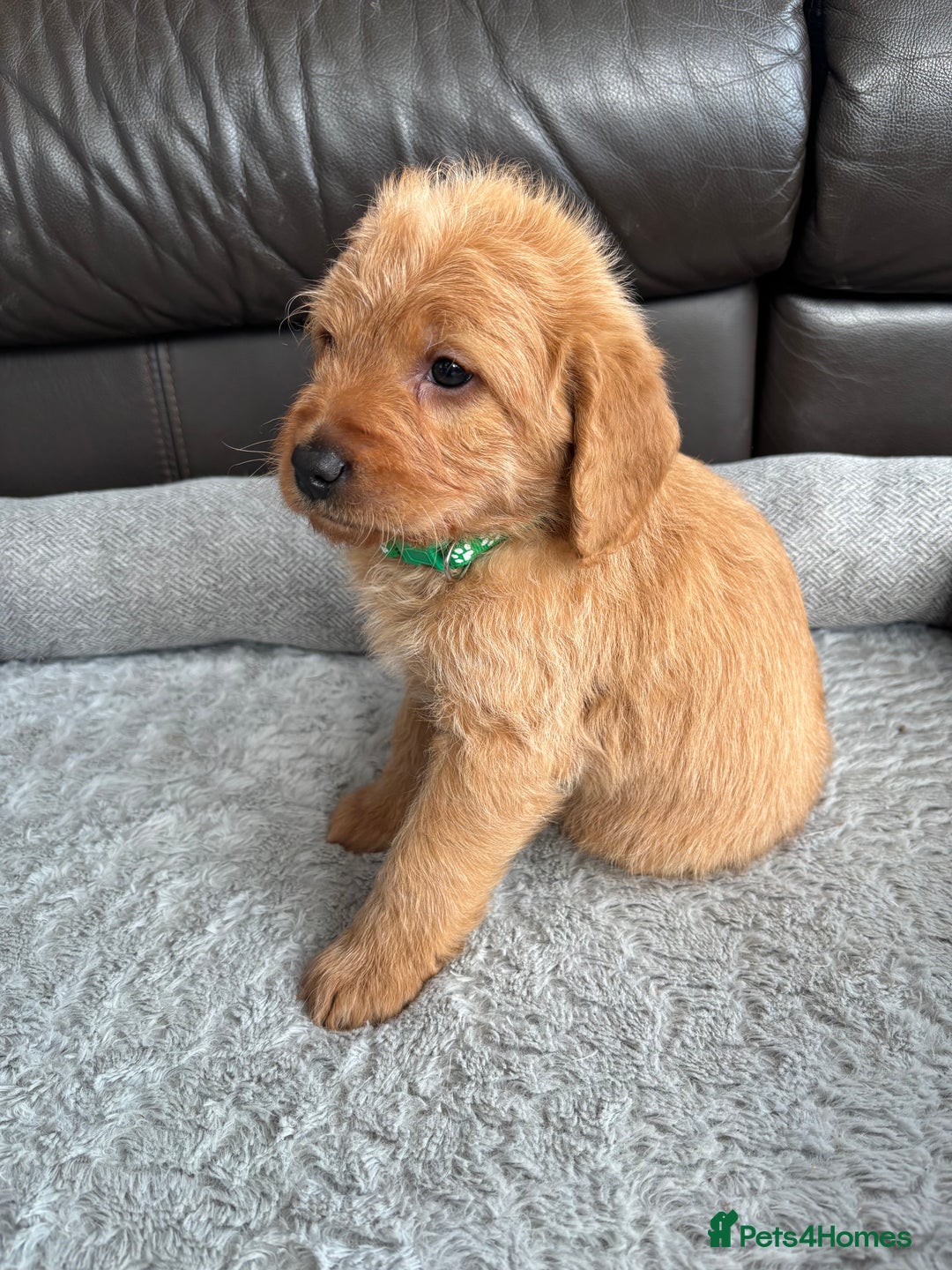 Labradoodle dogs for sale: F1 Labradoodle Puppies - Advert 4