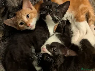 Mixed Breed cats Beautiful domestic x ragdoll kittens - Advert 13