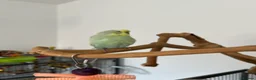 Budgerigars birds for sale: 4 budgies for sale. in Birmingham - Advert 6