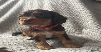 Cocker Spaniel dogs - Advert 2