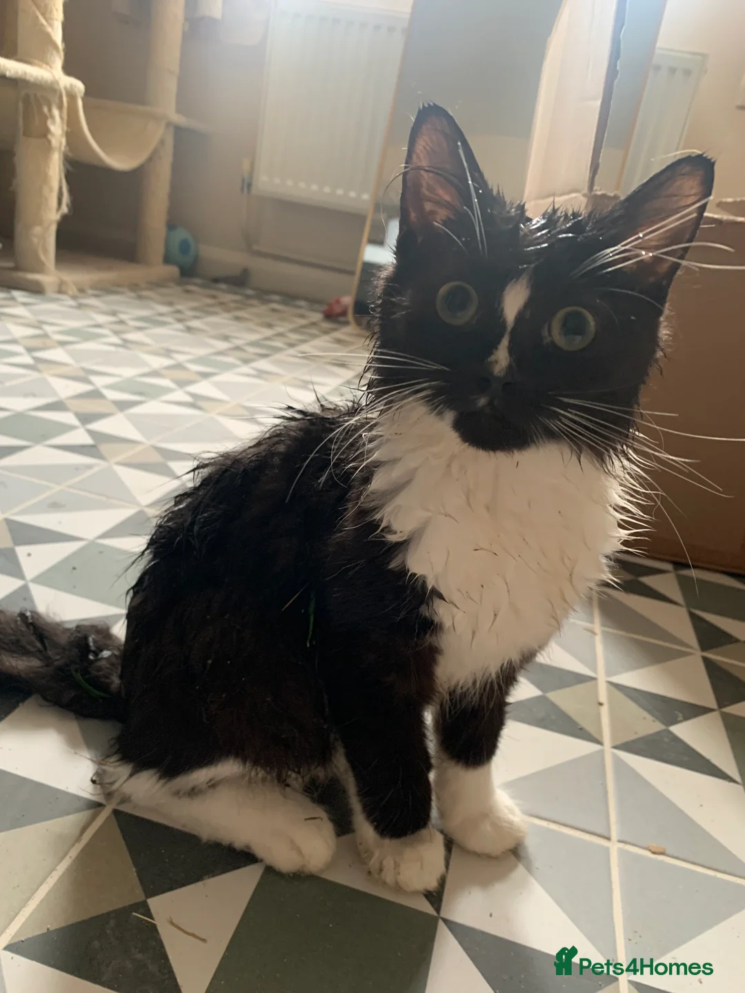 Mixed Breed cats for sale: Look in for a new home  - Advert 2