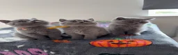 British Shorthair cats for sale: British Shorthair Kittens GCCF Registered😻✨😻 - Advert 11