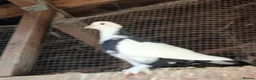 Pigeons birds for sale: 9 pigeons, mixture, some high flyers - Advert 2