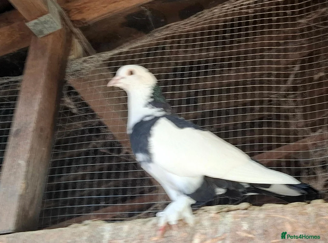 Pigeons birds for sale: 9 pigeons, mixture, some high flyers - Advert 2