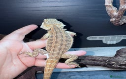 Bearded Dragon reptiles for sale: Bearded dragons babies&adults possible full setup - Advert 7