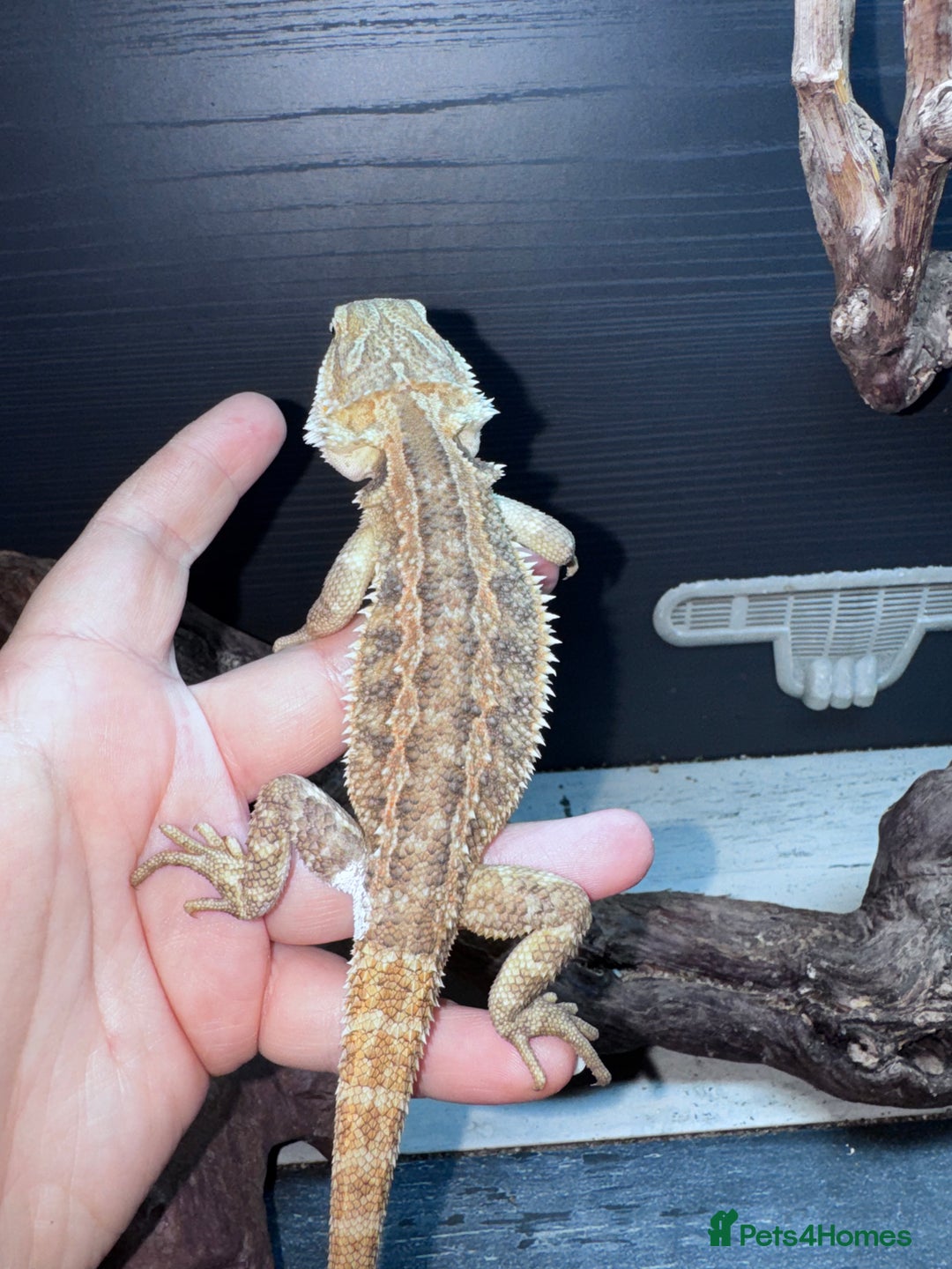 Bearded Dragon reptiles for sale: Bearded dragons babies&adults possible full setup - Advert 7