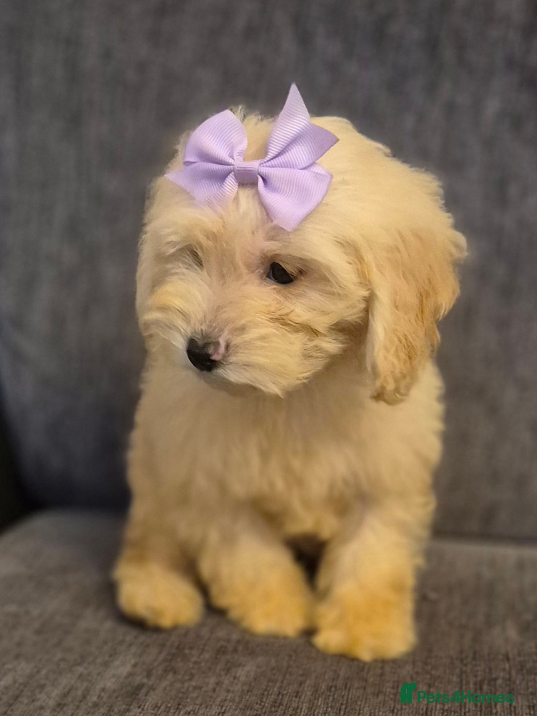 Cockapoo dogs for sale: Stunning F1 Cockapoo Puppies  - Advert 2