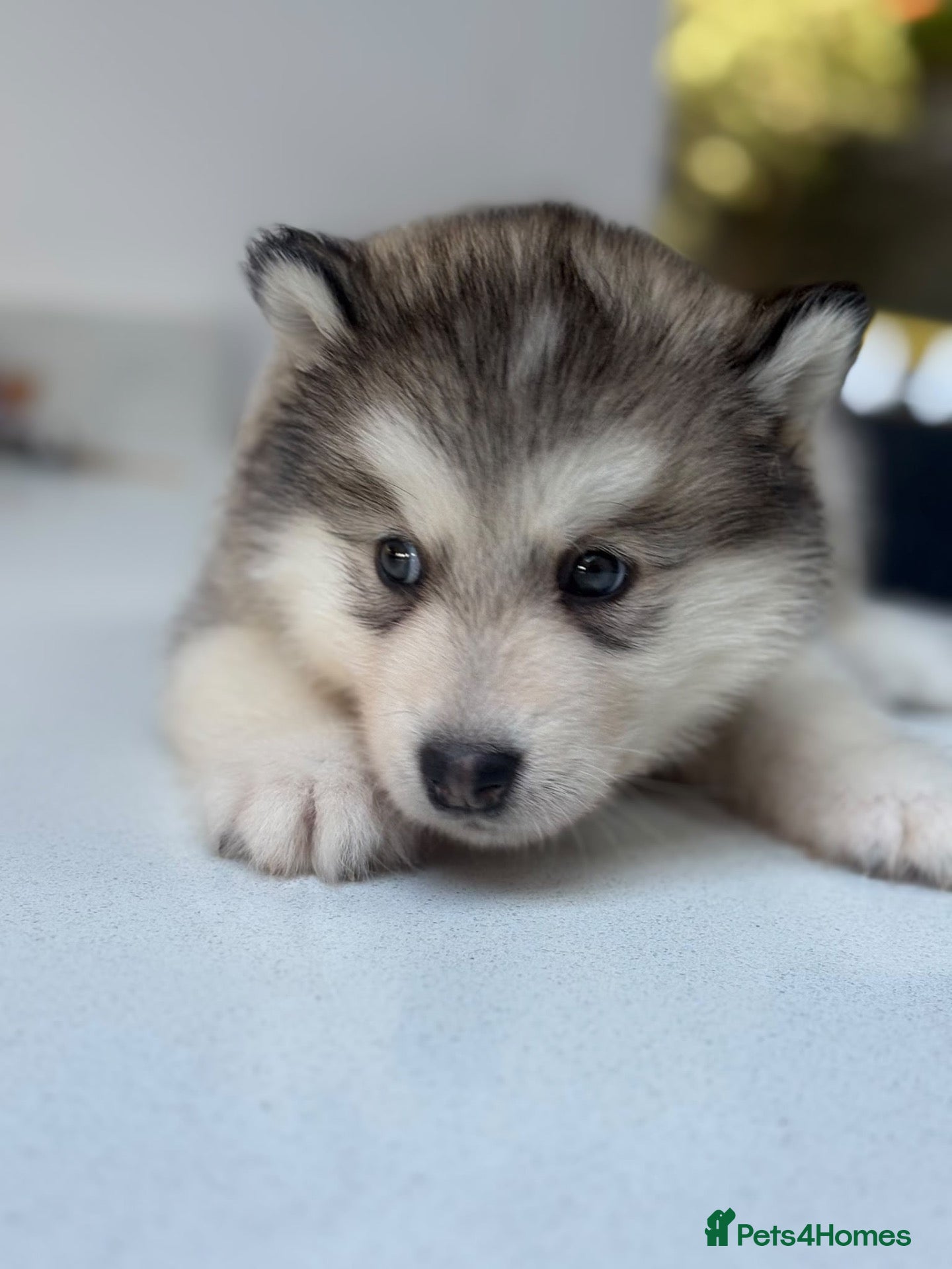 Alaskan Malamute dogs Behaviourist Raised Malamute Champion Line Pups  - Advert 2