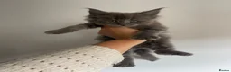 Maine Coon cats for sale: 🐈‍⬛ GIANT EUROPEAN MAINE COON KITTENS 🐈‍⬛  - Advert 7