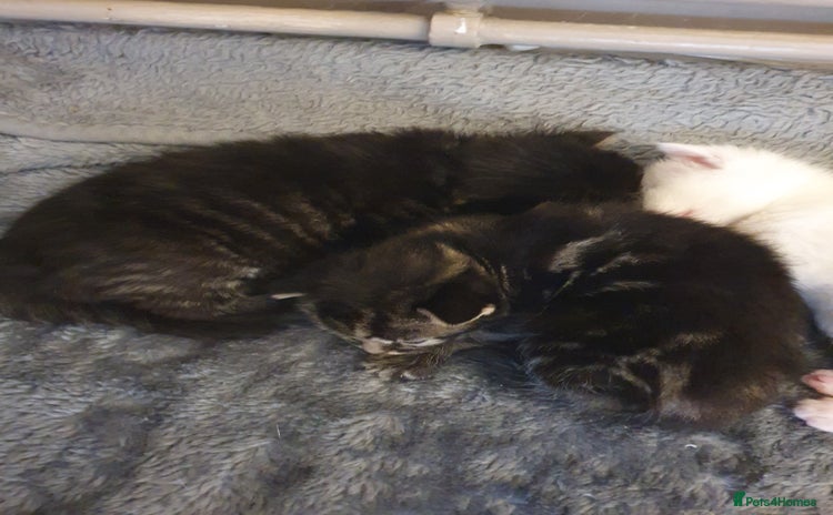 Mixed Breed cats - Advert 11