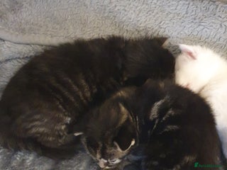 Mixed Breed cats for sale - Advert 1