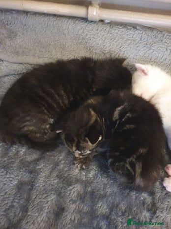 Mixed Breed cats - Advert 11