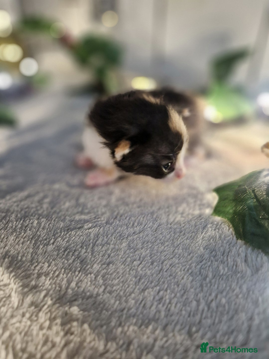 Mixed Breed cats for sale: 1 beautiful ginger&white kitten - Advert 20