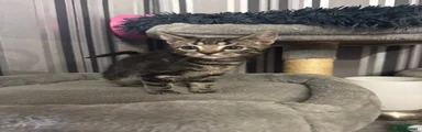 Domestic Shorthair Kitten 1
