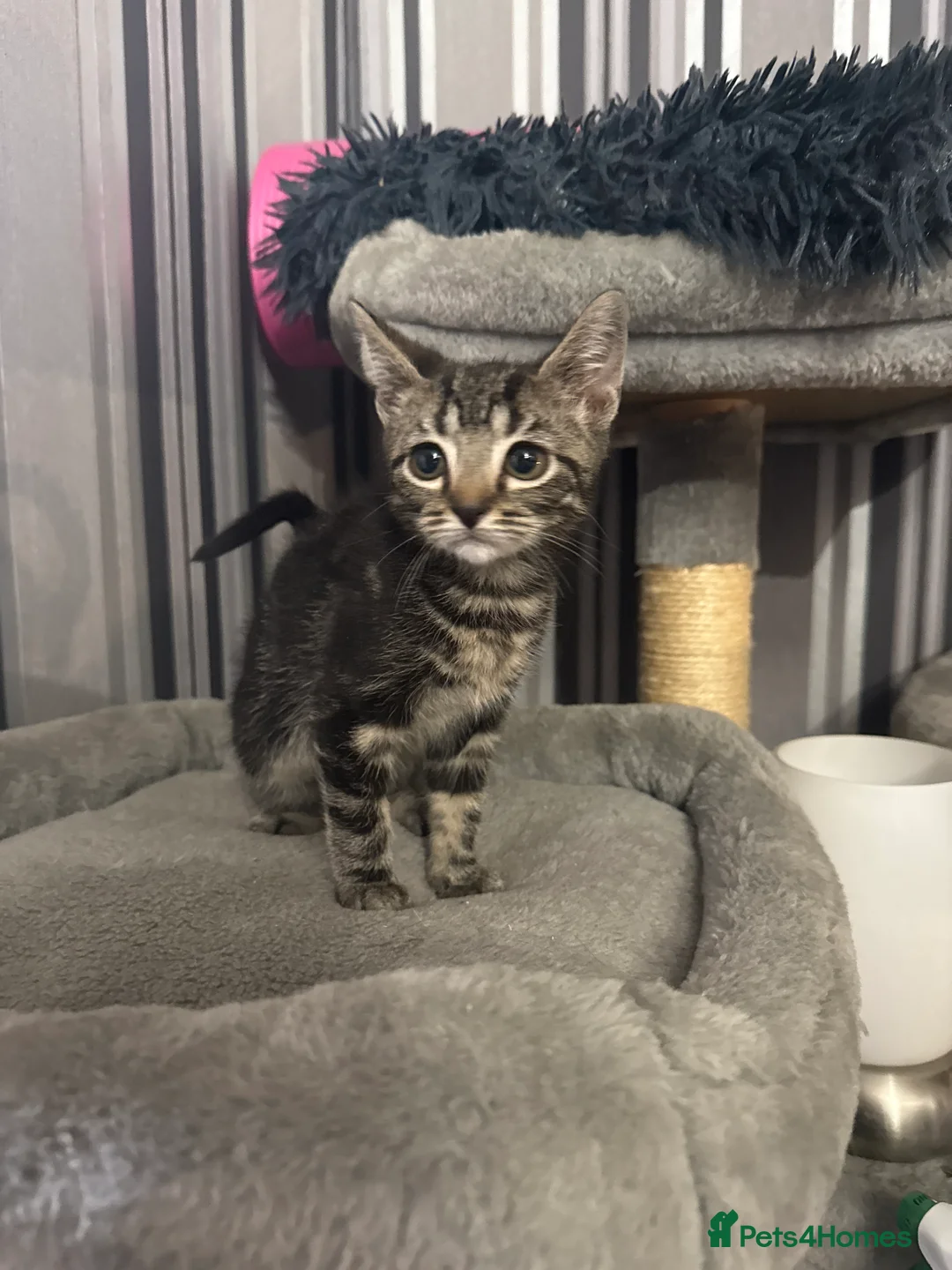 Domestic Shorthair cats for sale: Kittens for sale  - Advert 2