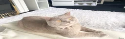 British Shorthair cats for sale: British short haired male adult for sale  - Advert 2