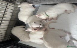 Pomchi dogs for sale: Beautiful Fluffy Pomchis - Image 20