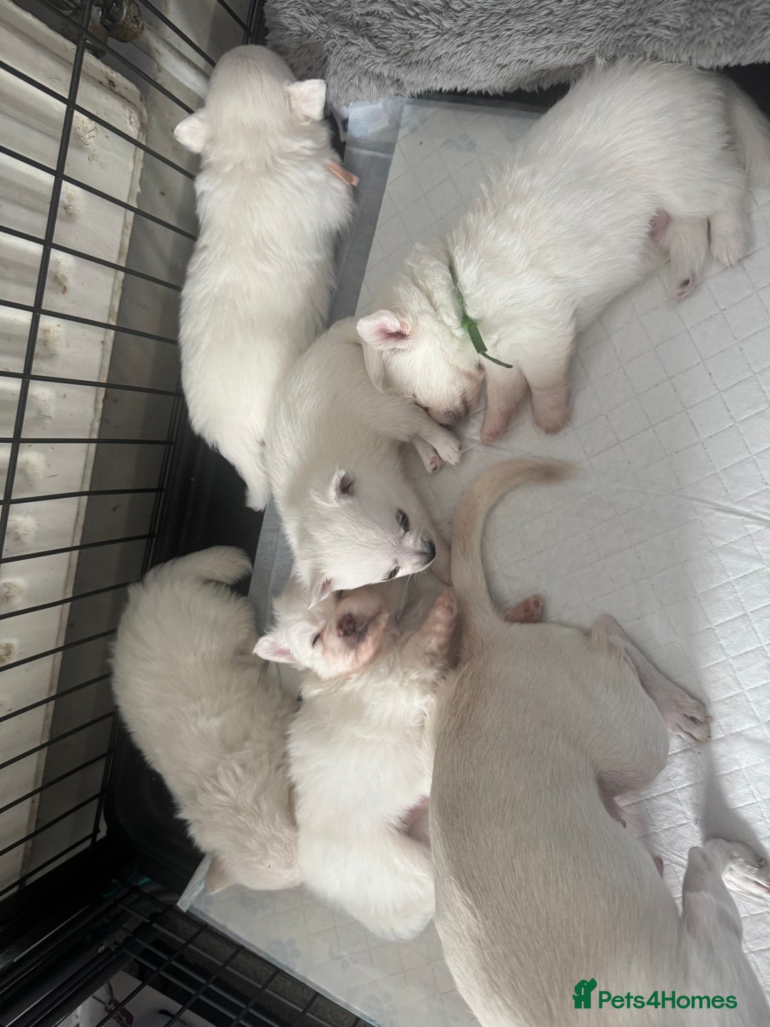 Pomchi dogs for sale: Beautiful Fluffy Pomchis - Image 20