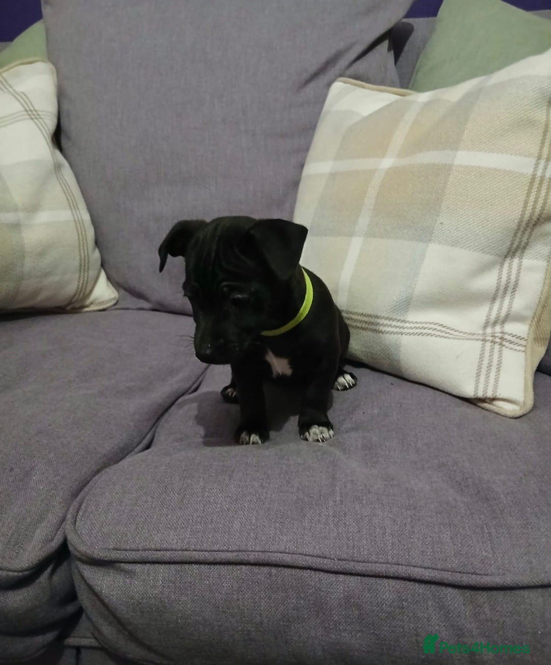 Jack Russell dogs for sale: Minature Jack Russell puppies - Advert 5