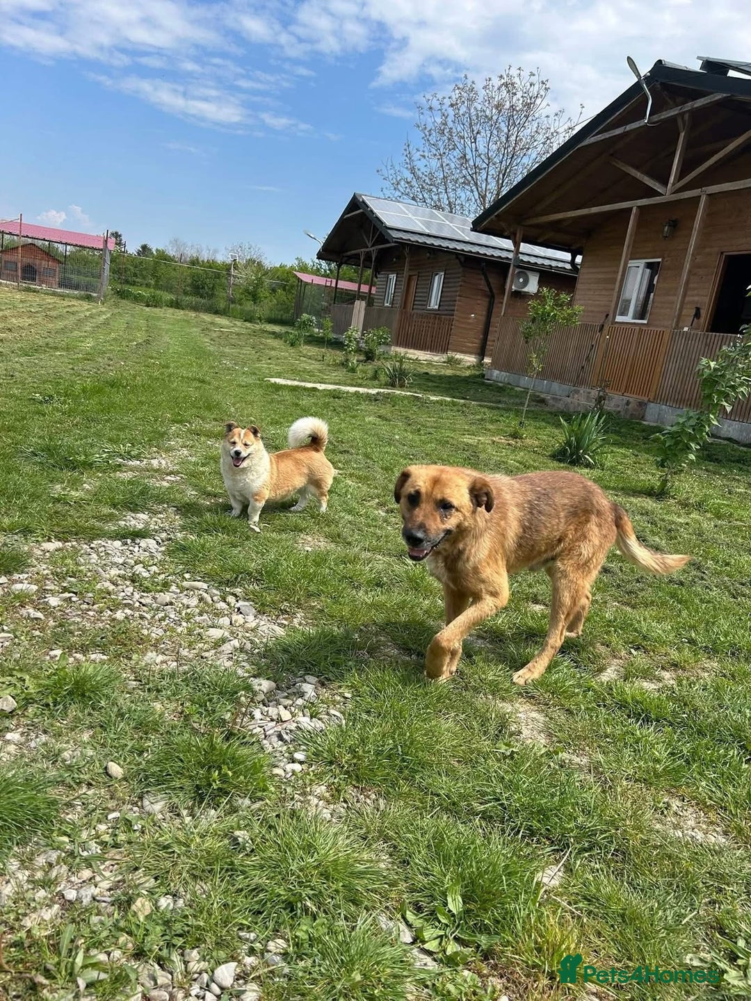 Mixed Breed dogs for adoption: Cyril - Fakenham Norfolk  - Advert 6