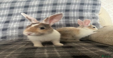 Mini Lion Lop rabbits - Advert 9