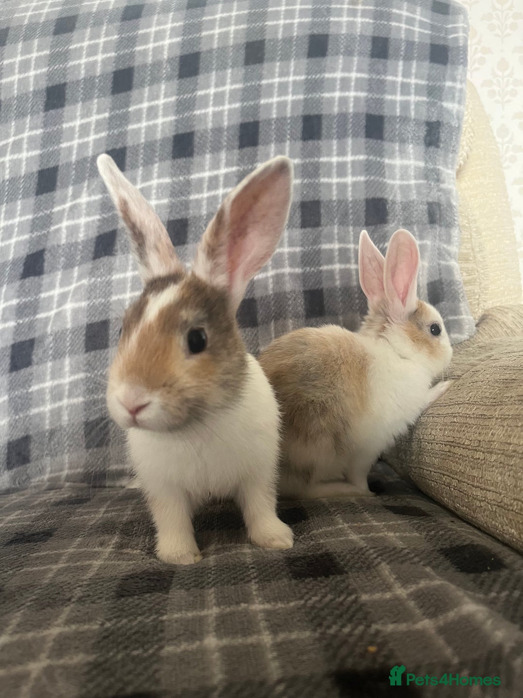 Mini Lion Lop rabbits for sale: Baby bunnies mini lion lops ready now  - Image 3