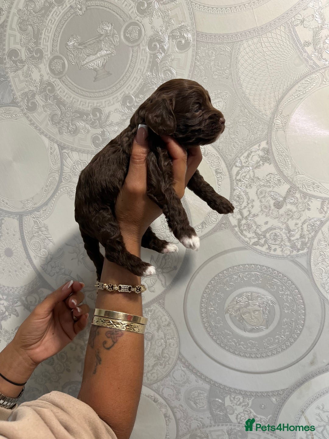 Cockapoo dogs for sale: Stunning litter of F1 Yankee doodles - Image 11