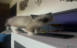 Ragdoll cats for sale: Amazing pure bred ragdolls  - Image 14